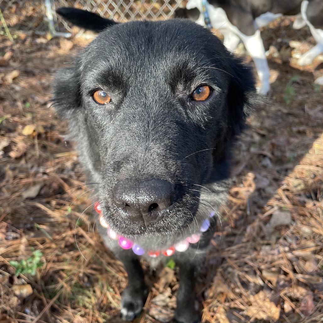 Sage, a Adoptable Retriever in Parrish, AL image 2/6