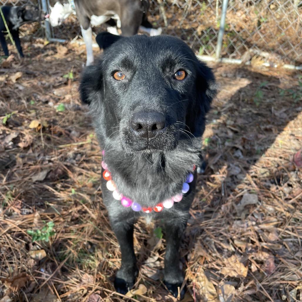 Sage, a Adoptable Retriever in Parrish, AL image 3/6