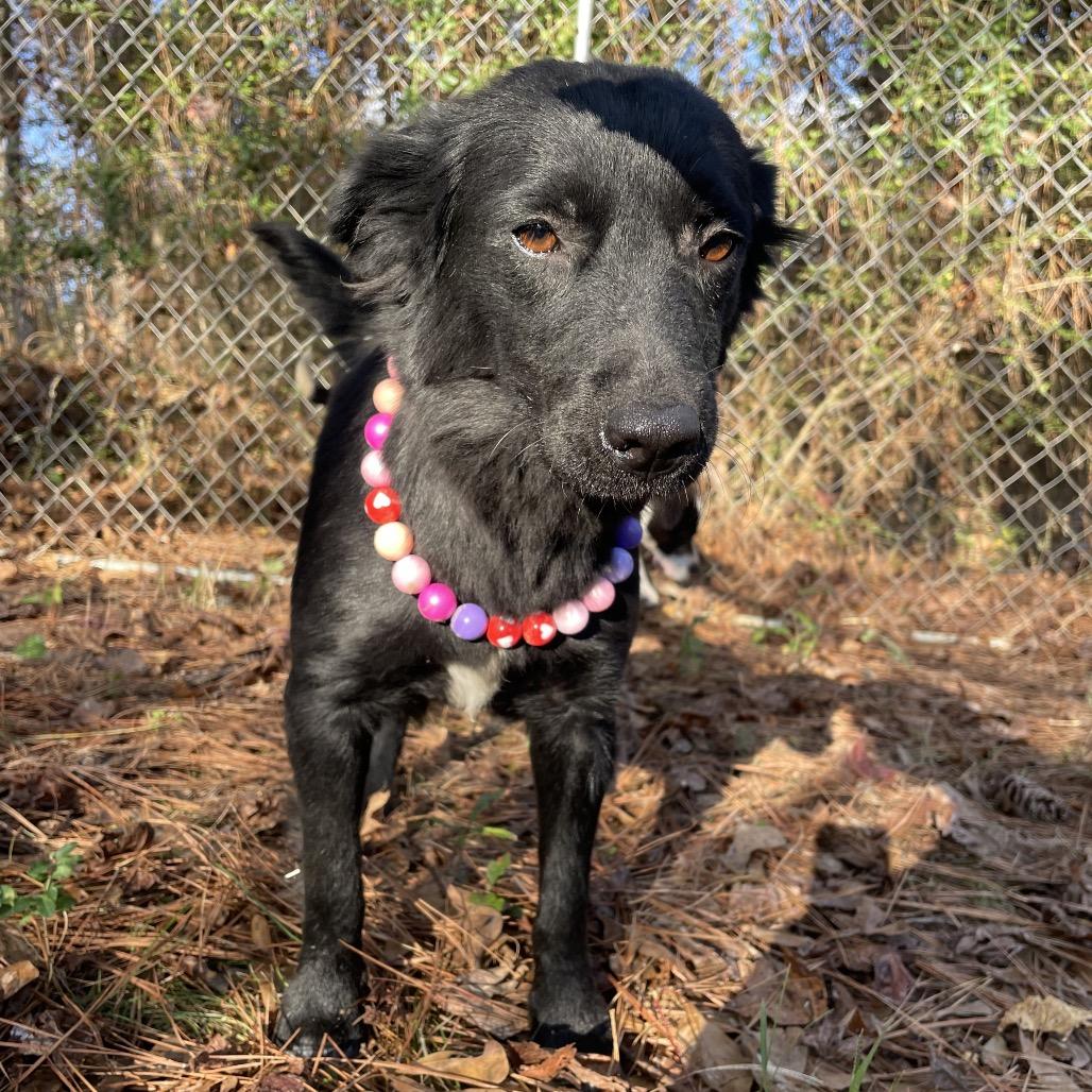 Sage, a Adoptable Retriever in Parrish, AL image 4/6