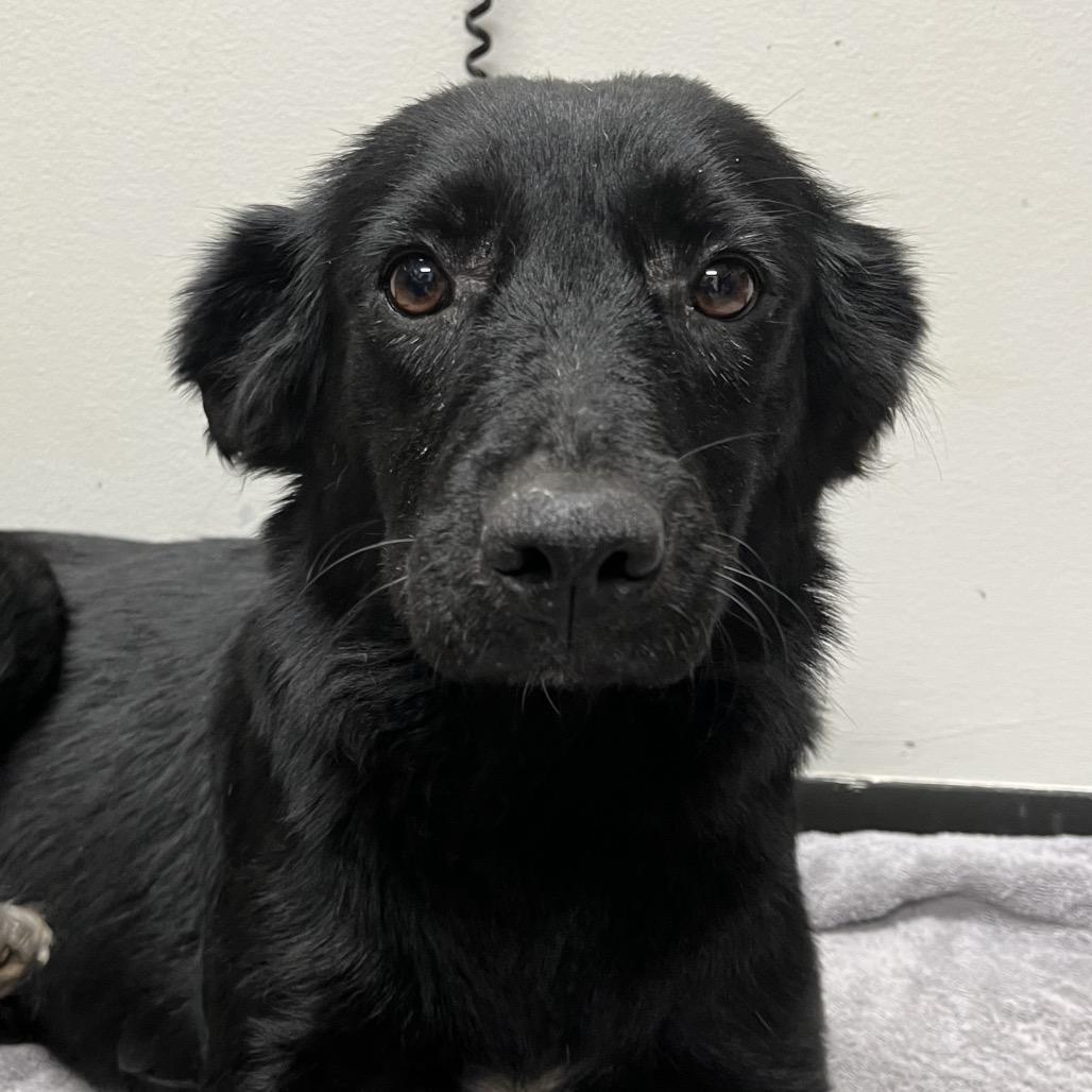 Sage, a Adoptable Retriever in Parrish, AL image 5/6