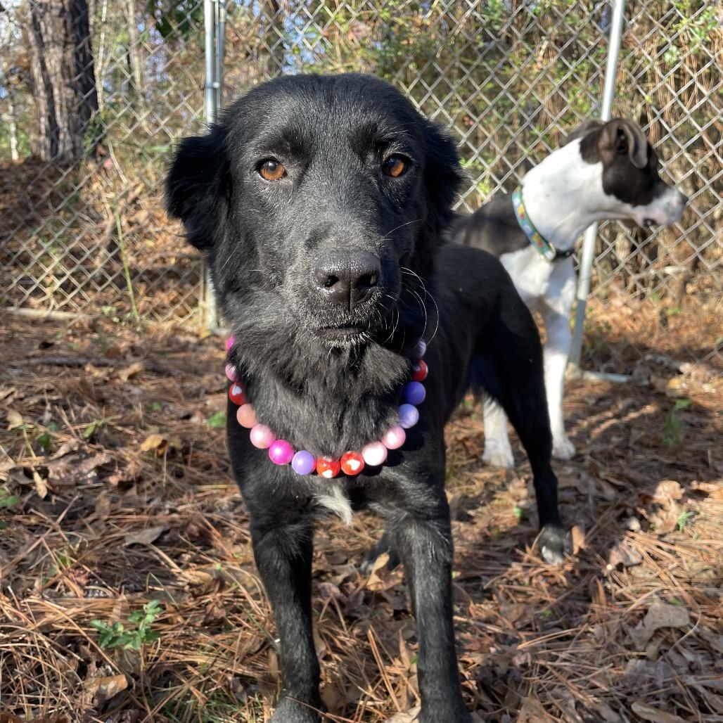 Sage, a Adoptable Retriever in Parrish, AL image 6/6