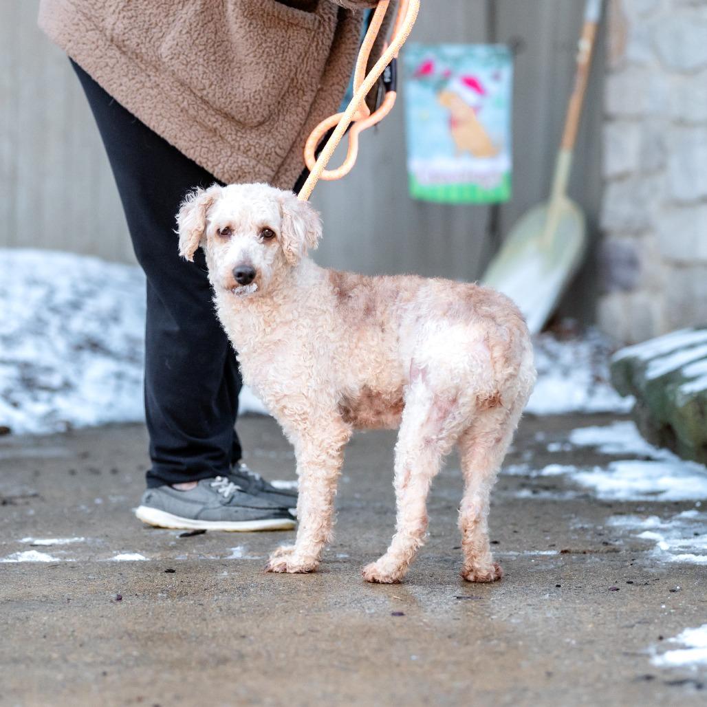 Enlarge Flame, a Adoptable Miniature Poodle in Chester Springs, PA image 3/3