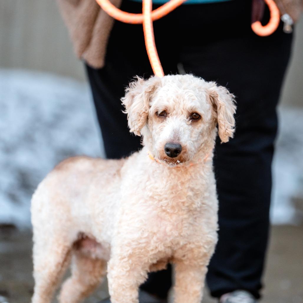 Enlarge Flame, a Adoptable Miniature Poodle in Chester Springs, PA image 1/3