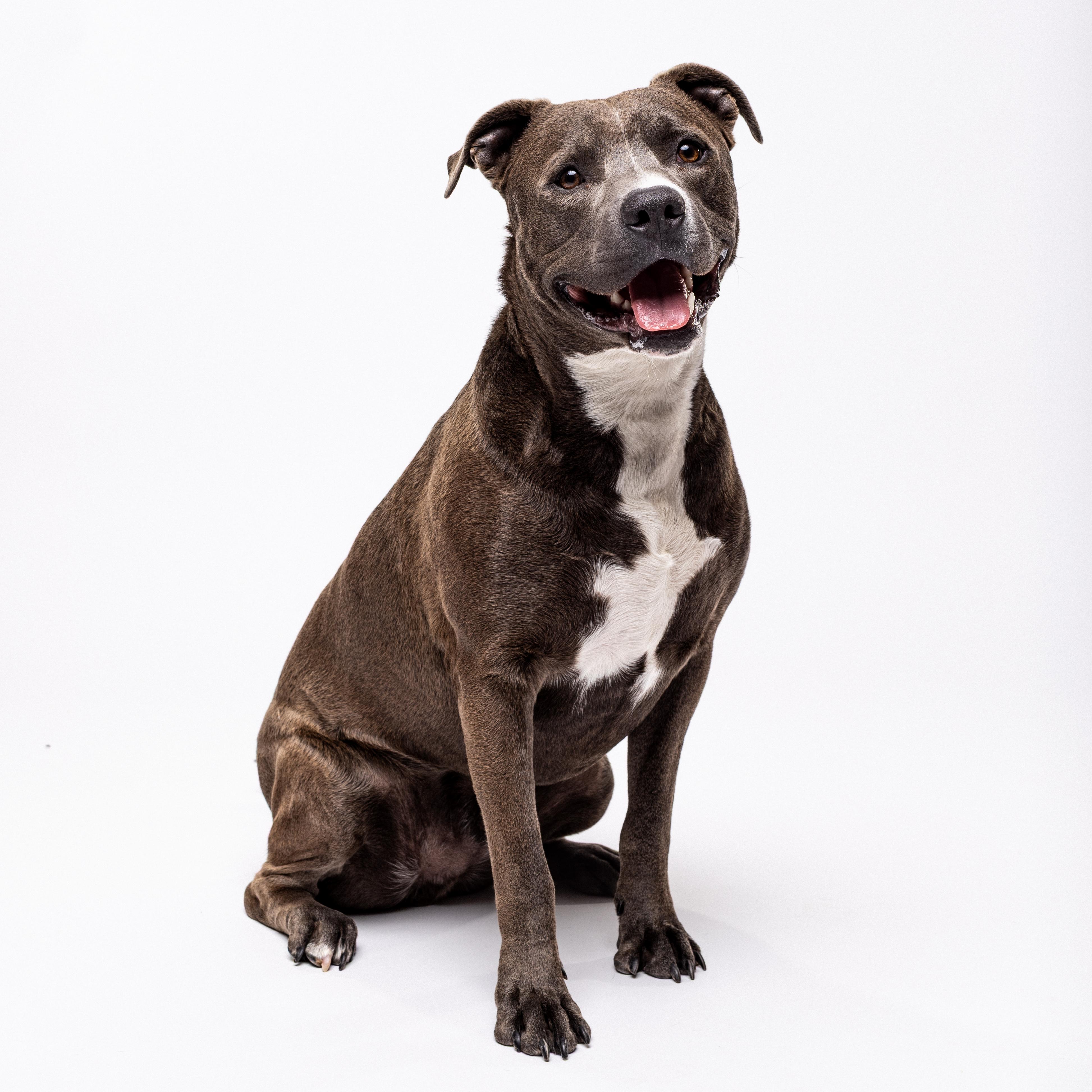 Slick, an adoptable American Staffordshire Terrier in El Paso, TX, 79912 | Photo Image 1
