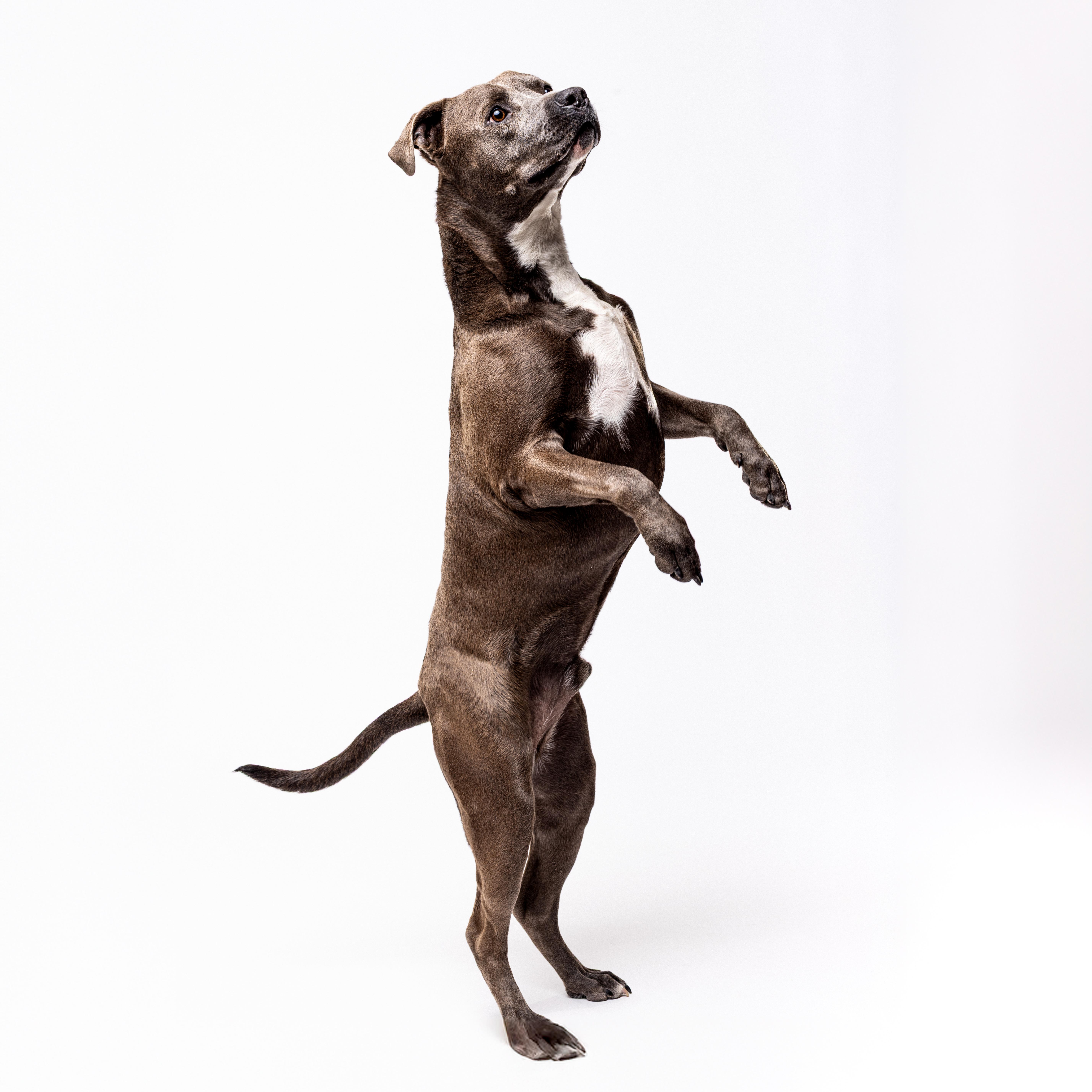 Slick, an adoptable American Staffordshire Terrier in El Paso, TX, 79912 | Photo Image 3