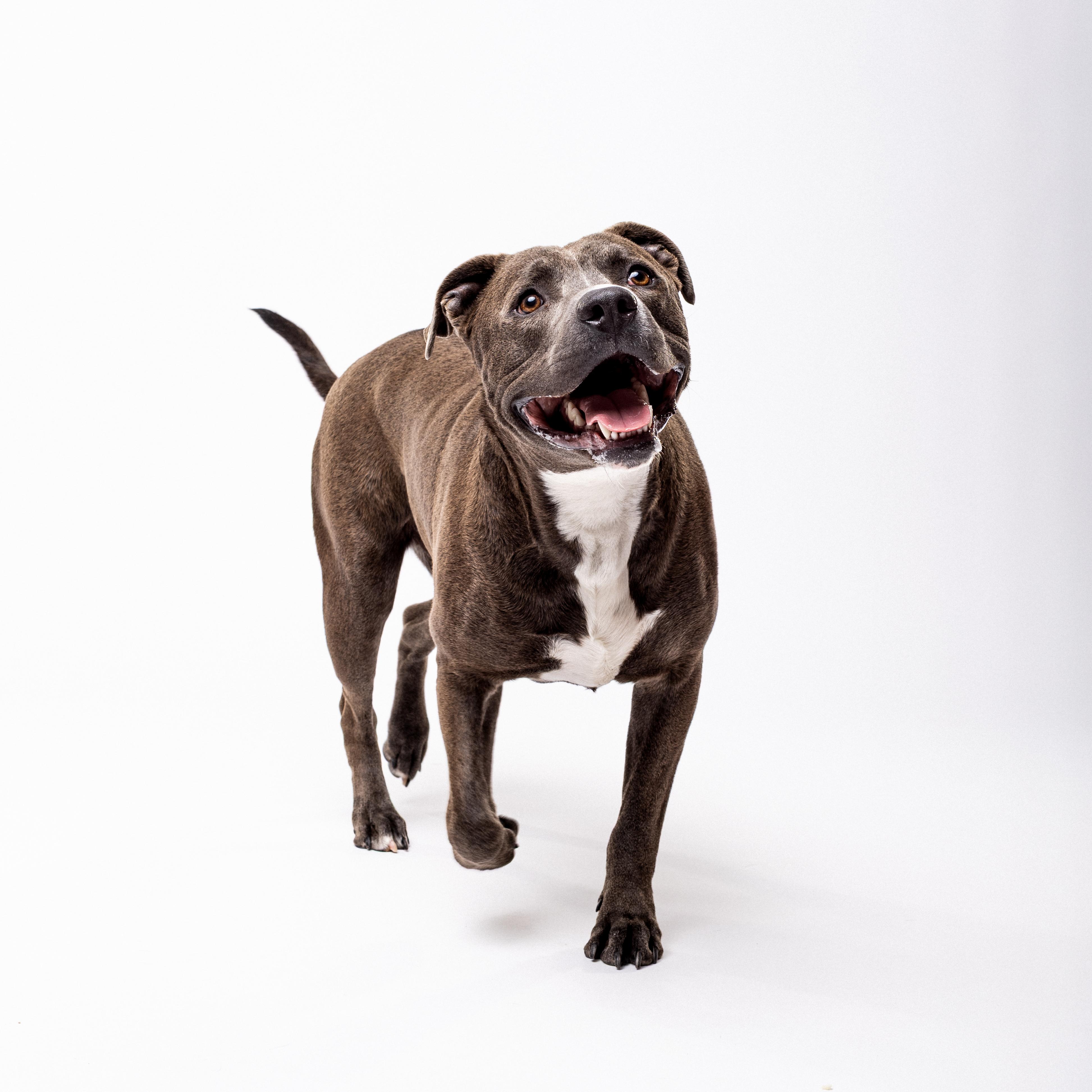 Slick, an adoptable American Staffordshire Terrier in El Paso, TX, 79912 | Photo Image 2
