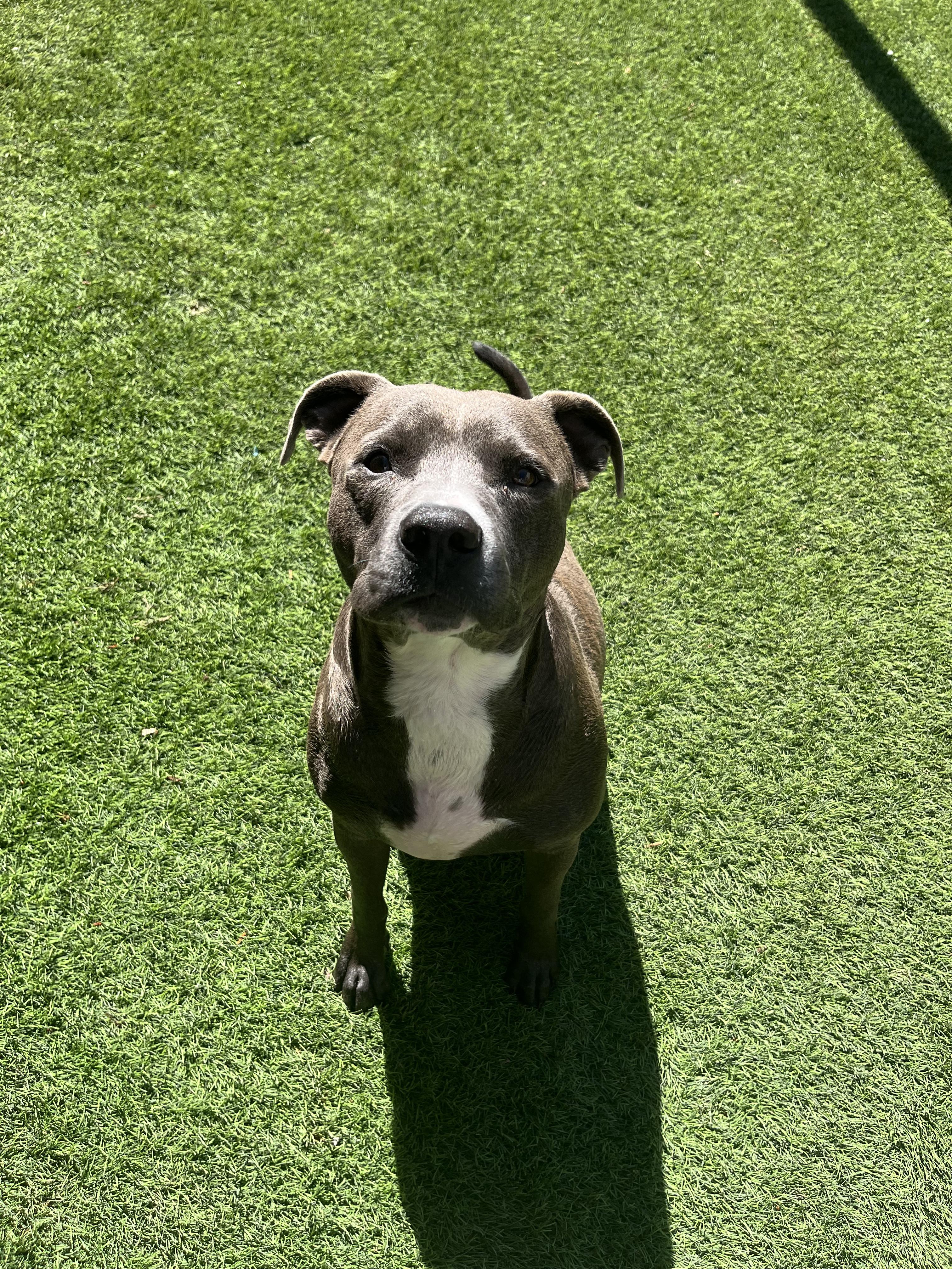 Slick, an adoptable American Staffordshire Terrier in El Paso, TX, 79912 | Photo Image 1