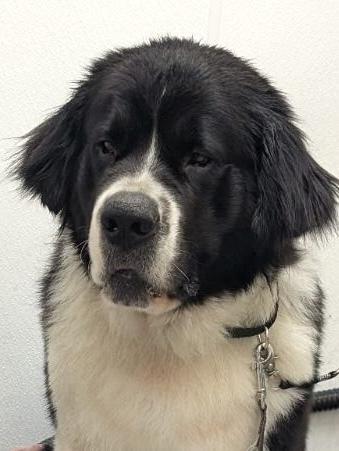 Enlarge April, a Adoptable mixed breed in Gales Ferry, CT image 2/4