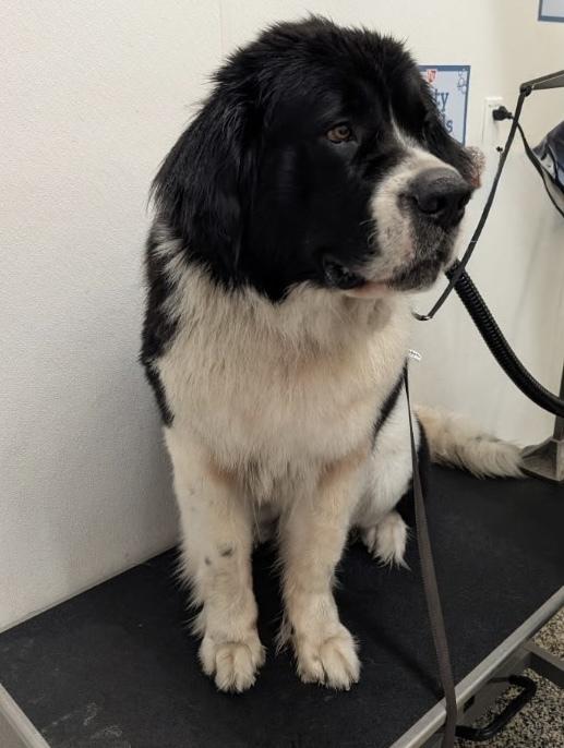 Enlarge April, a Adoptable mixed breed in Gales Ferry, CT image 3/4