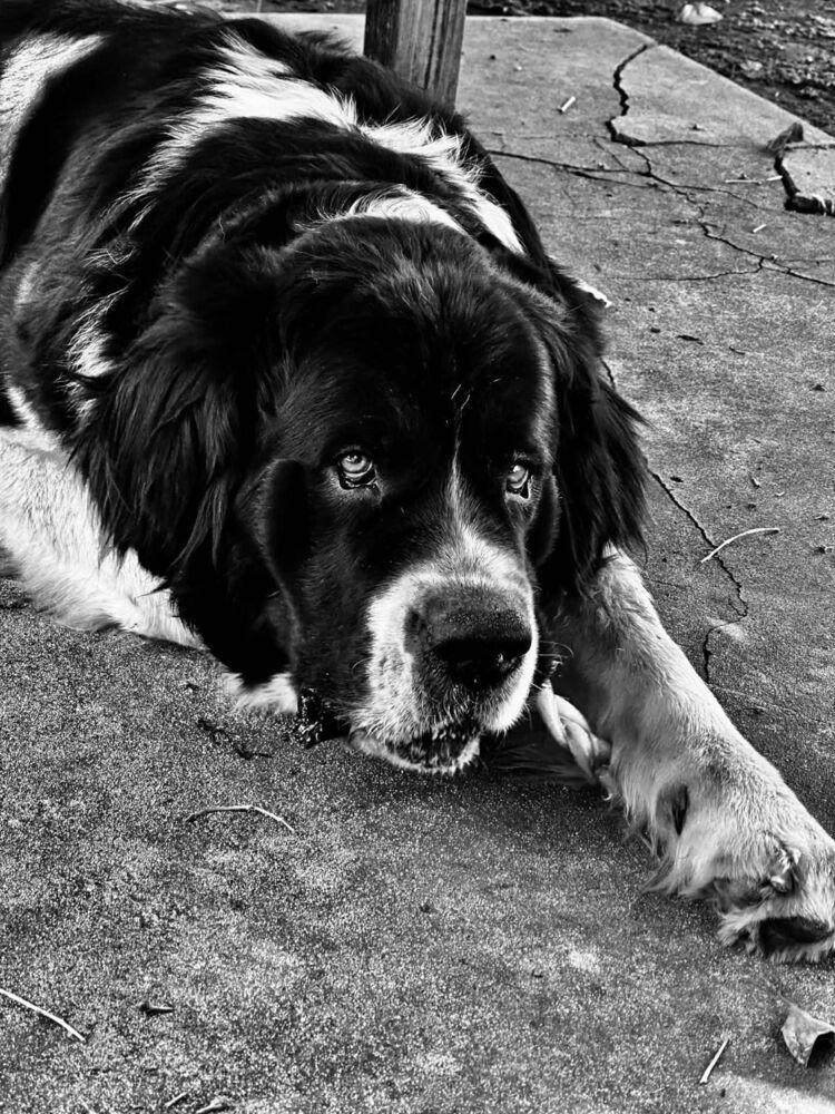 Enlarge April, a Adoptable mixed breed in Gales Ferry, CT image 4/4