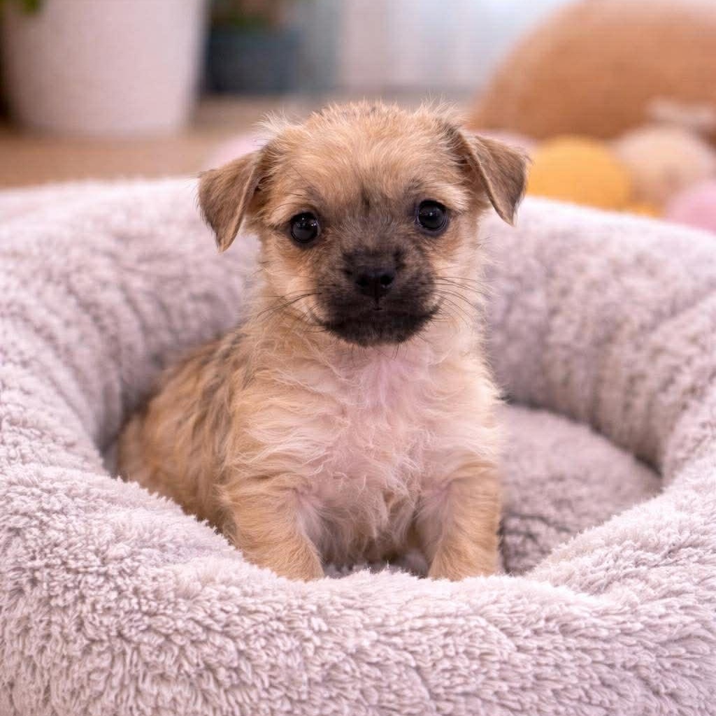 Luma , an adopted mixed breed in Justin, TX image 3/3