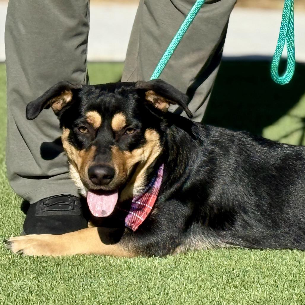 Enlarge Bennett - should be renamed HAMBONE! , a Adoptable mixed breed in San Antonio, TX image 2/3