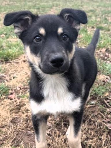 Enlarge Tuck, an adopted mixed breed in Frederick, MD image 3/4