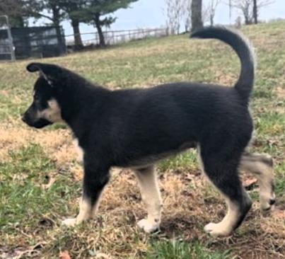 Enlarge Tuck, an adopted mixed breed in Frederick, MD image 2/4
