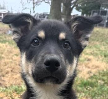 Enlarge Tuck, an adopted mixed breed in Frederick, MD image 1/4