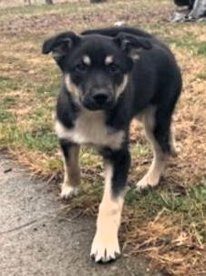 Enlarge Tuck, an adopted mixed breed in Frederick, MD image 4/4