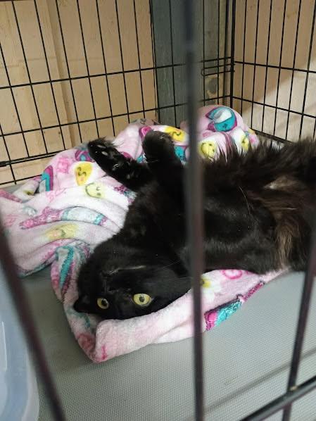 Enlarge Muffins, a ADOPTABLE Domestic Short Hair in Sherwood, OR image 2/5