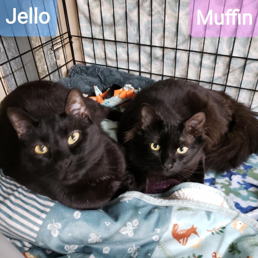 Enlarge Muffins, a ADOPTABLE Domestic Short Hair in Sherwood, OR image 3/5