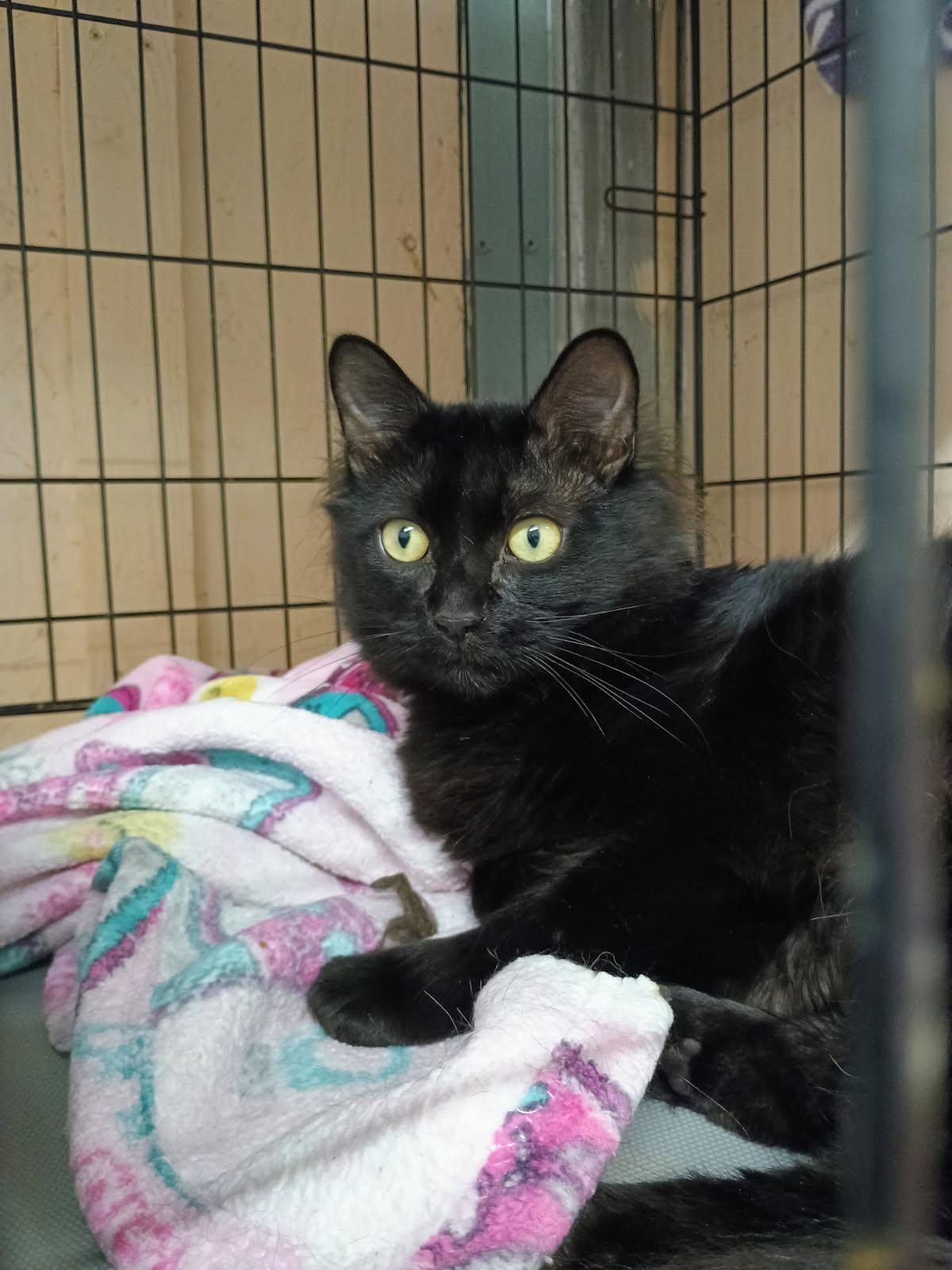Muffins, ADOPTABLE, Young Male Domestic Short Hair.