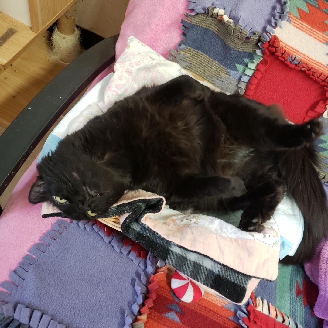 Enlarge Muffins, a ADOPTABLE Domestic Short Hair in Sherwood, OR image 5/5