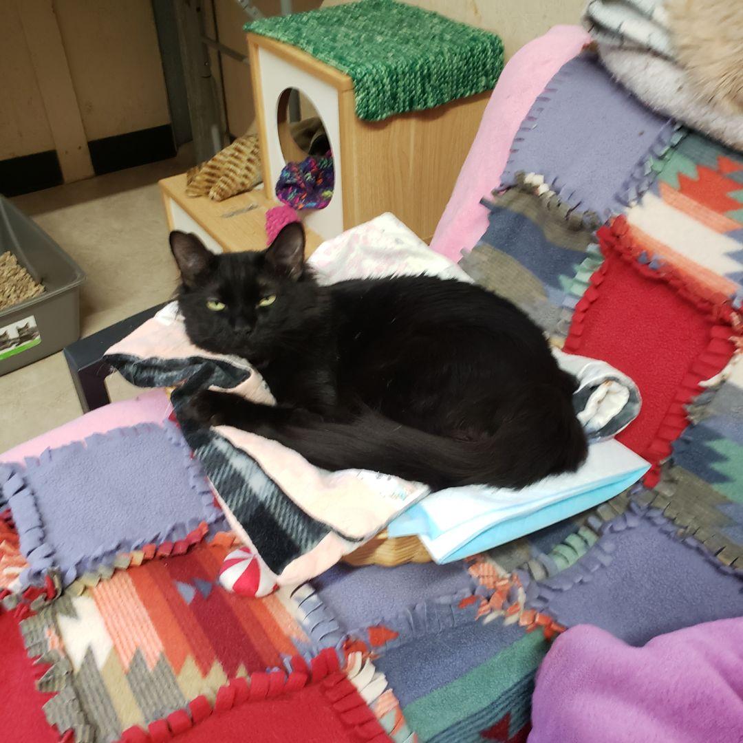 Enlarge Muffins, a ADOPTABLE Domestic Short Hair in Sherwood, OR image 4/5