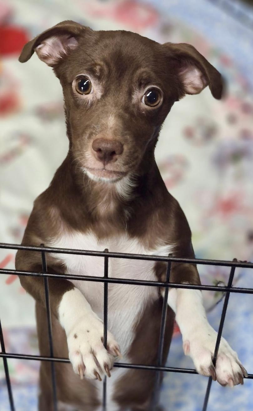 Faye, an adopted mixed breed in Los Angeles, CA image 3/4