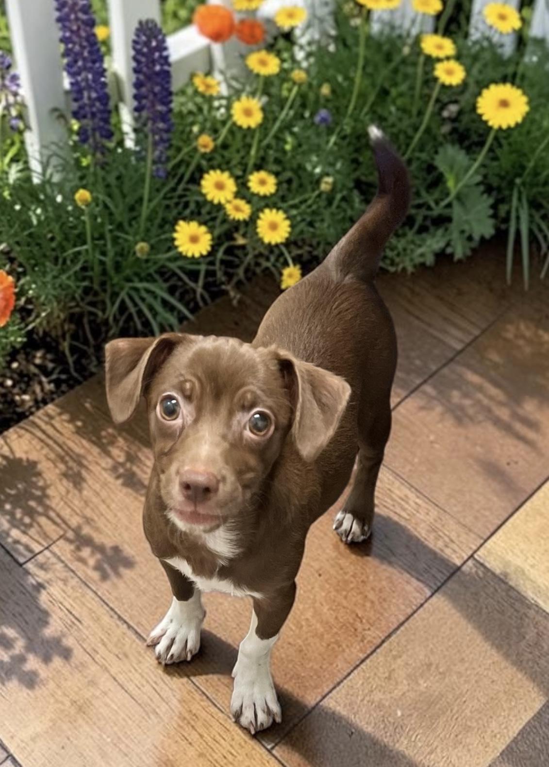 Faye, an adopted mixed breed in Los Angeles, CA image 2/4