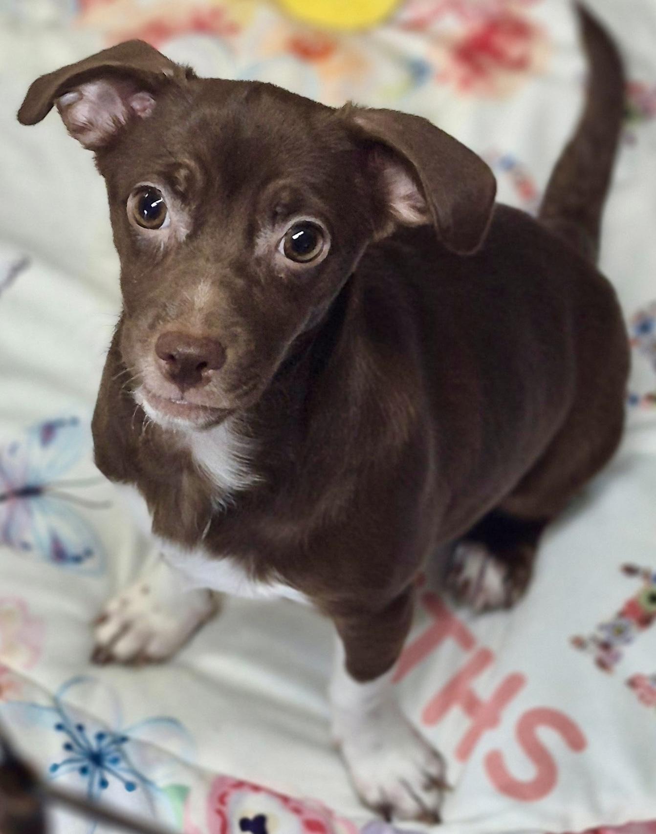 Faye, adopted, Young Female Chiweenie.