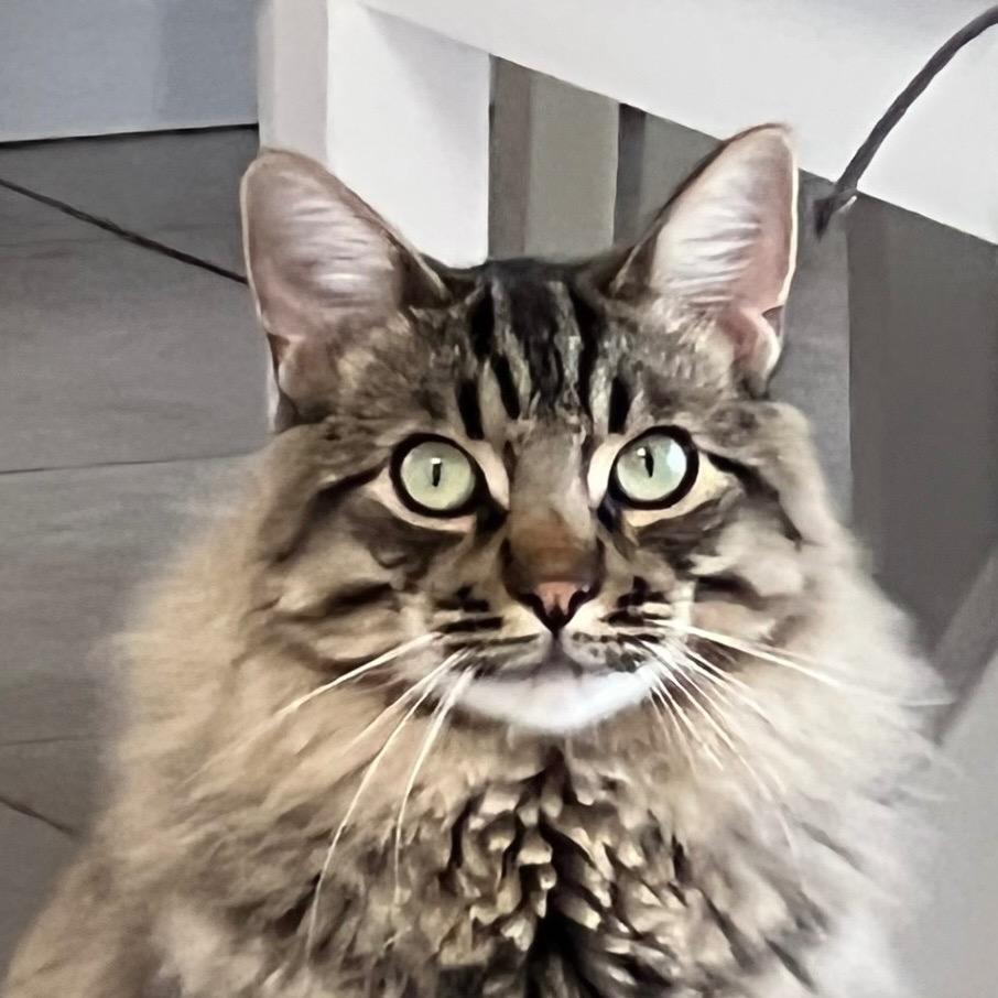 Cosmos, a ADOPTABLE Domestic Long Hair in San Luis Obispo, CA image 4/4