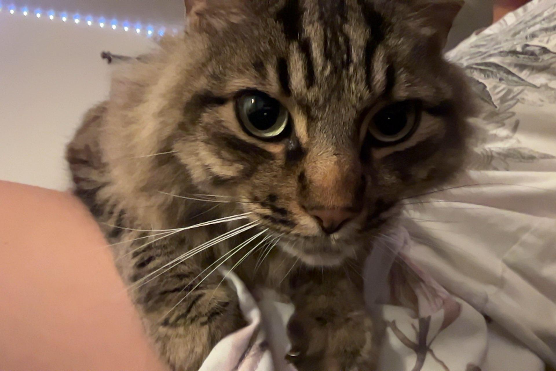 Cosmos, a ADOPTABLE Domestic Long Hair in San Luis Obispo, CA image 2/4