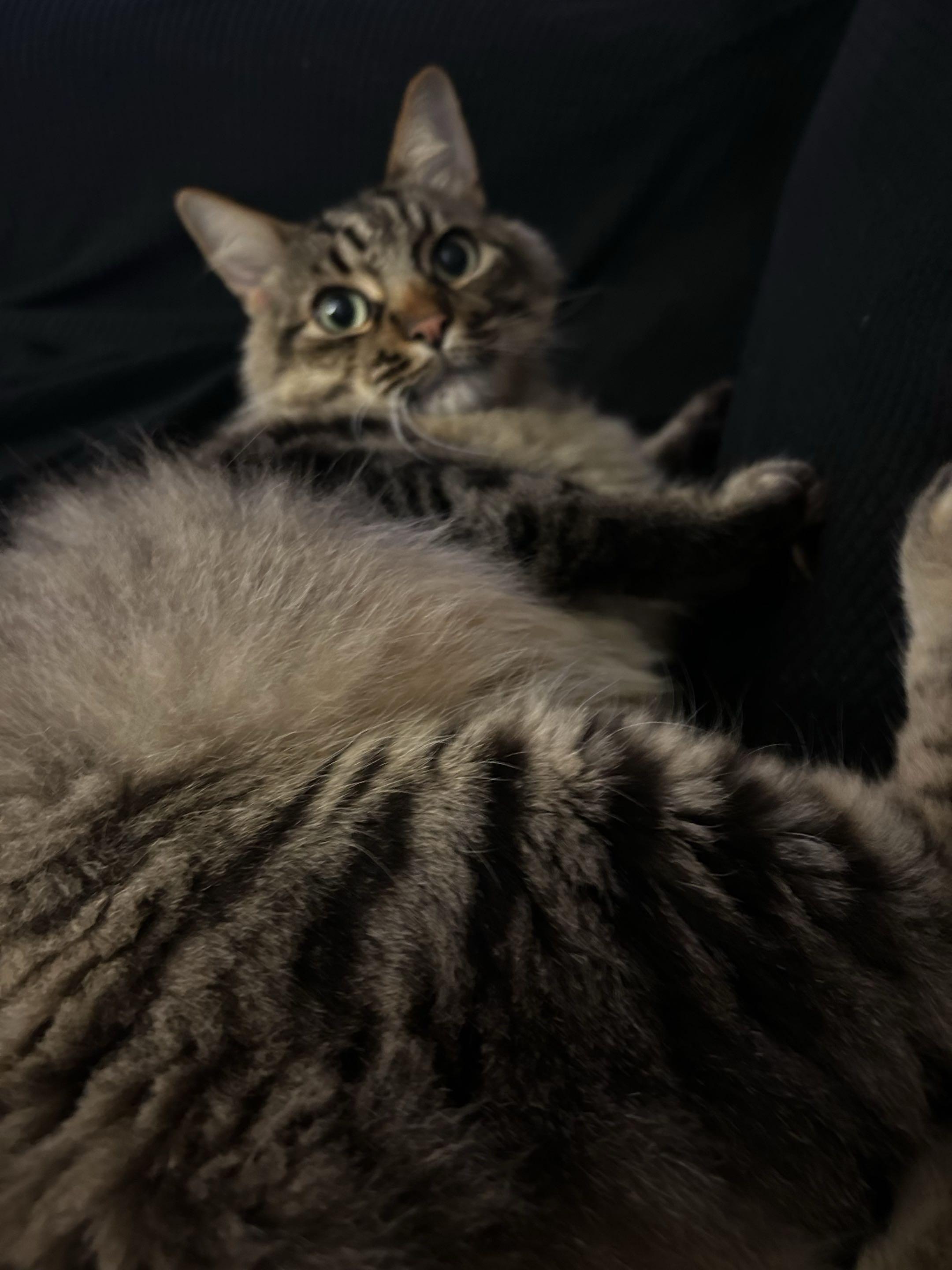 Cosmos, ADOPTABLE, Adult Male Domestic Long Hair.