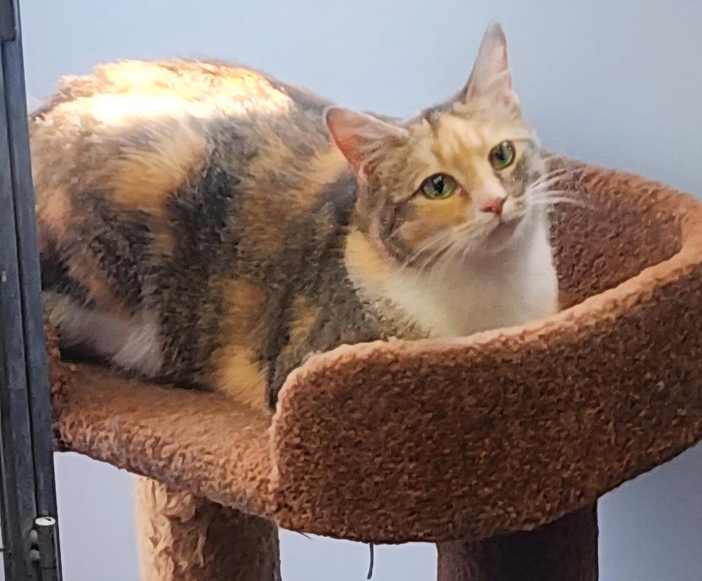 Enlarge Primrose, a Adoptable Domestic Short Hair in Anoka, MN image 1/6