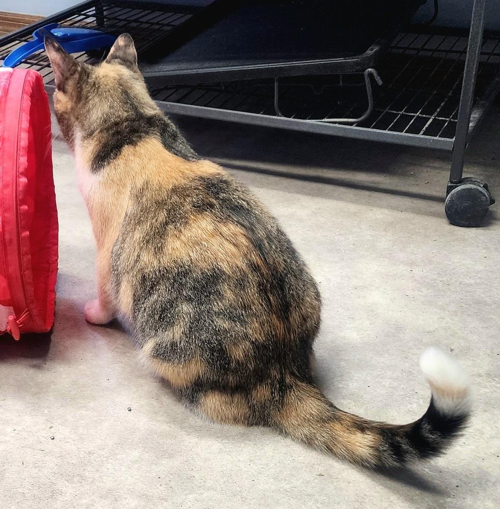 Enlarge Primrose, a Adoptable Domestic Short Hair in Anoka, MN image 2/6