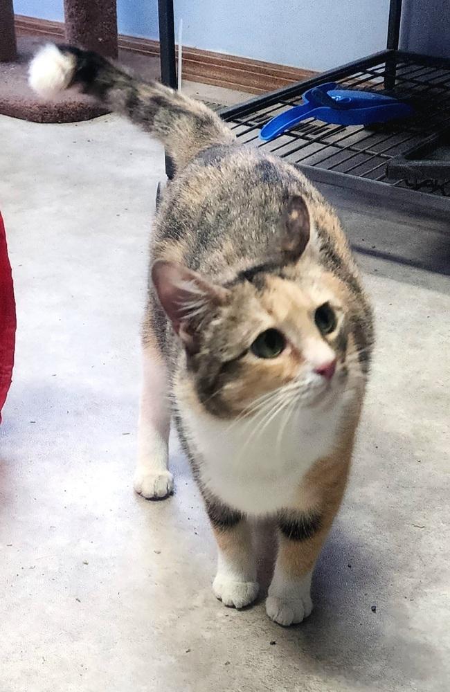 Enlarge Primrose, a Adoptable Domestic Short Hair in Anoka, MN image 3/6