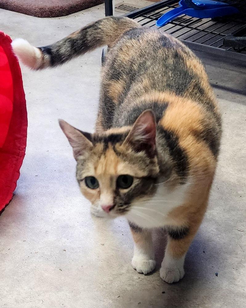 Enlarge Primrose, a Adoptable Domestic Short Hair in Anoka, MN image 4/6