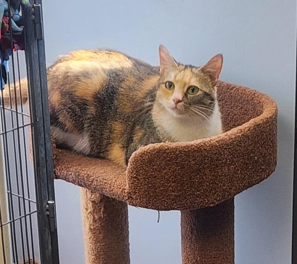 Enlarge Primrose, a Adoptable Domestic Short Hair in Anoka, MN image 5/6