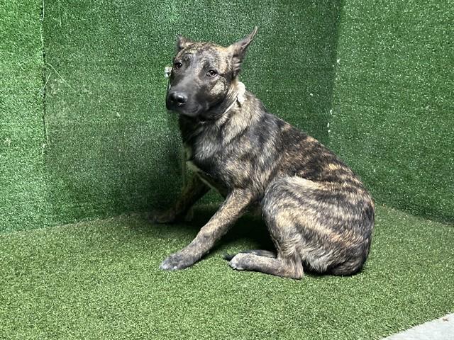 DUTCH, Adoptable, Young Male Dutch Shepherd.