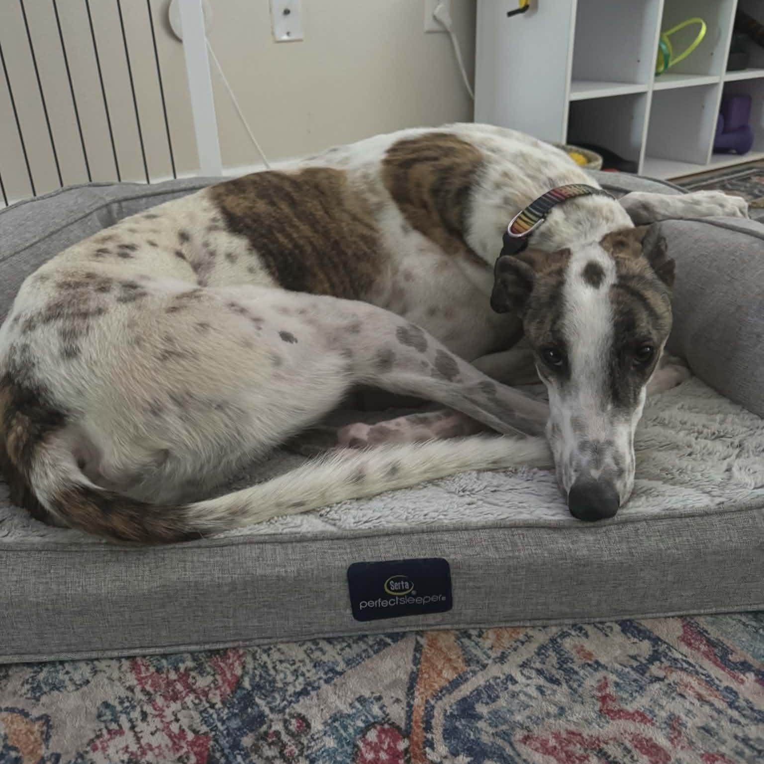Enlarge Haybro Nova (Nova), a ADOPTABLE Greyhound in North Port, FL image 2/2