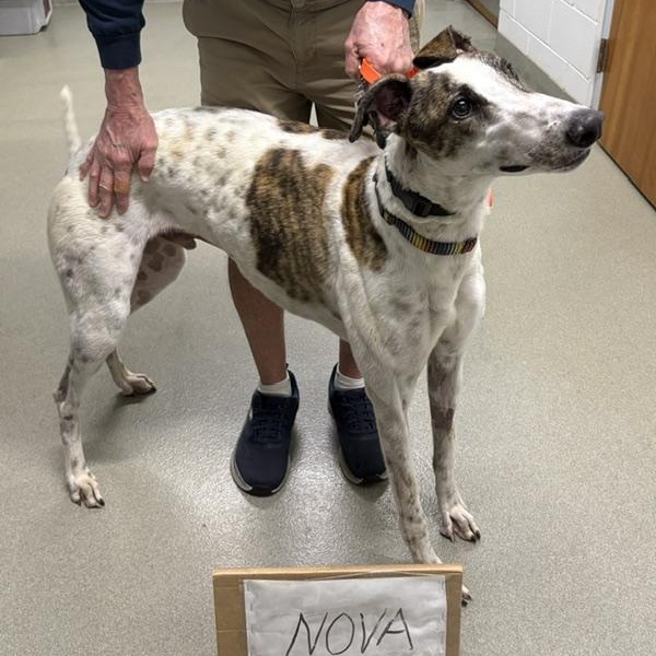Haybro Nova (Nova), ADOPTABLE, Young Male Greyhound.