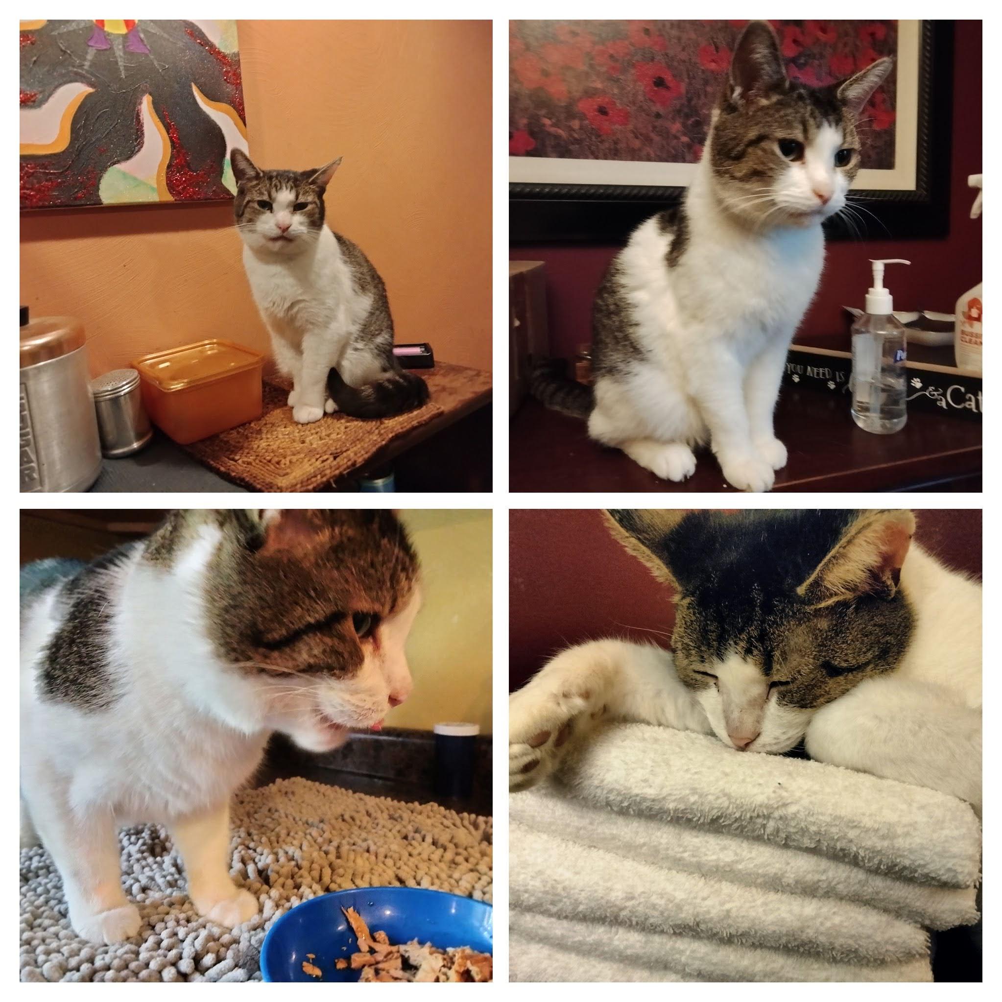 Enlarge Chester, a Adoptable Domestic Short Hair in New Kensington, PA image 1/6