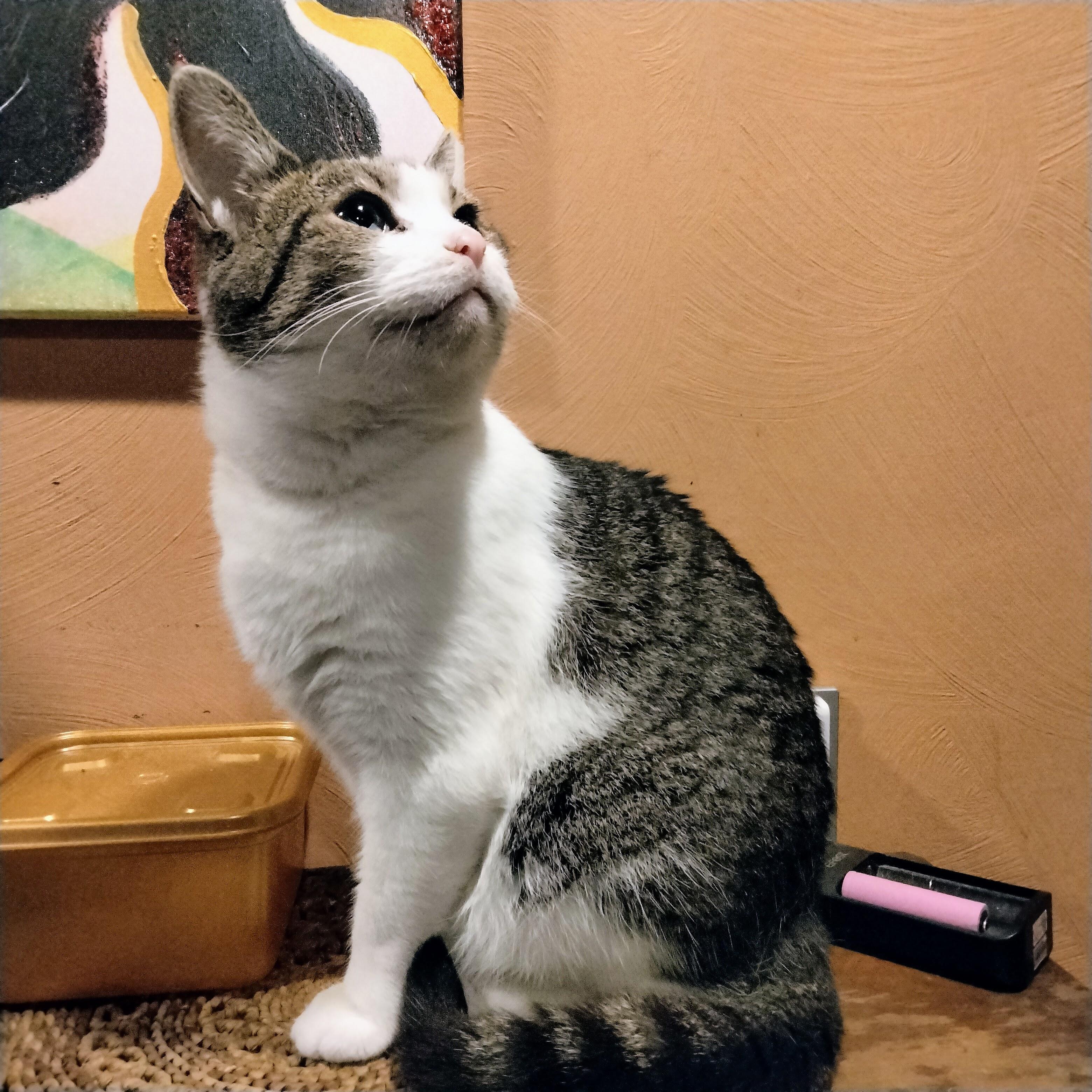 Enlarge Chester, a Adoptable Domestic Short Hair in New Kensington, PA image 2/6