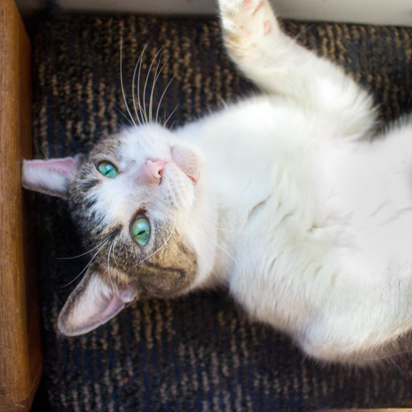 Enlarge Chester, a Adoptable Domestic Short Hair in New Kensington, PA image 3/6