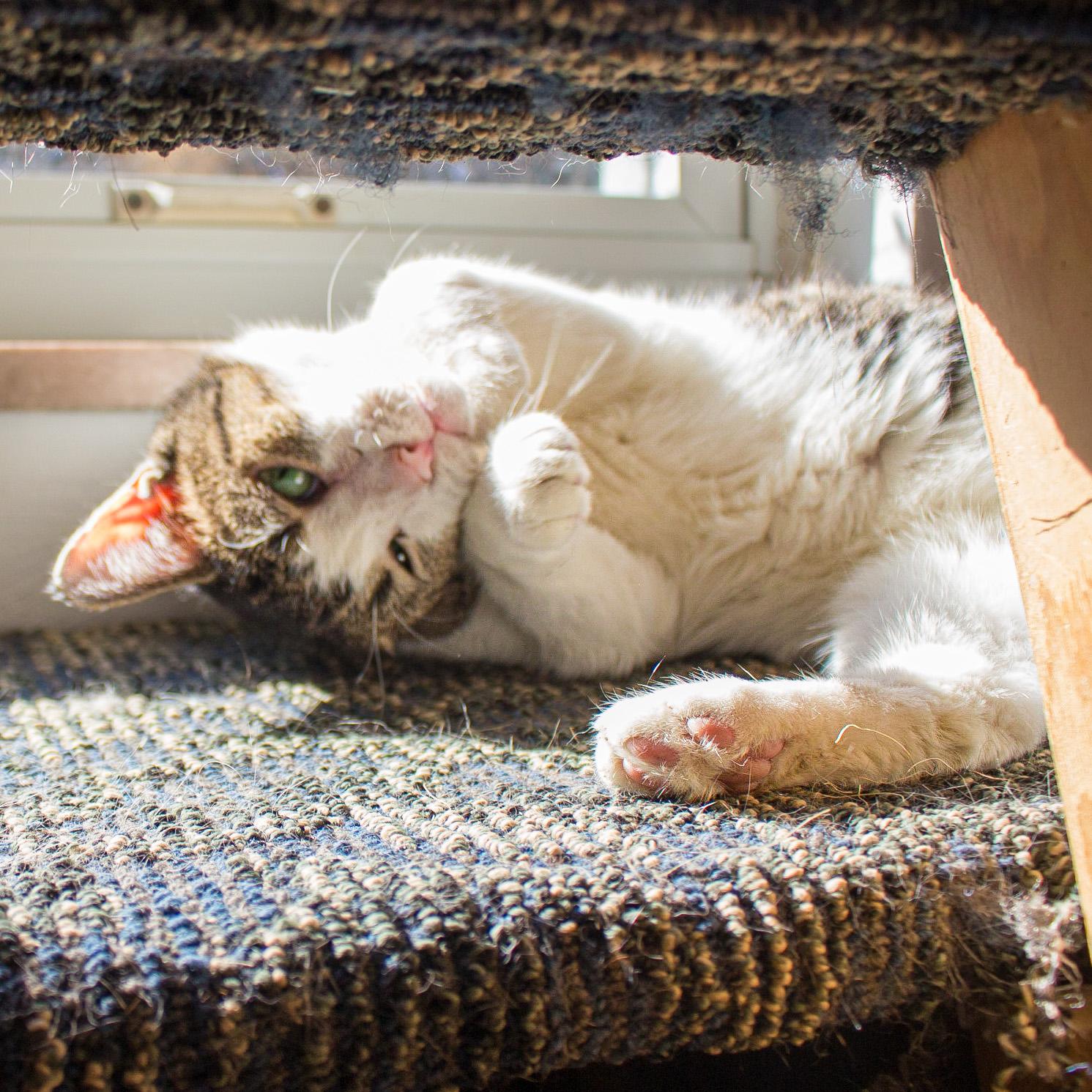 Enlarge Chester, a Adoptable Domestic Short Hair in New Kensington, PA image 4/6