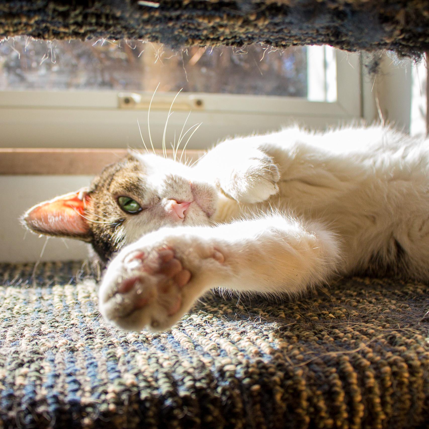 Enlarge Chester, a Adoptable Domestic Short Hair in New Kensington, PA image 5/6