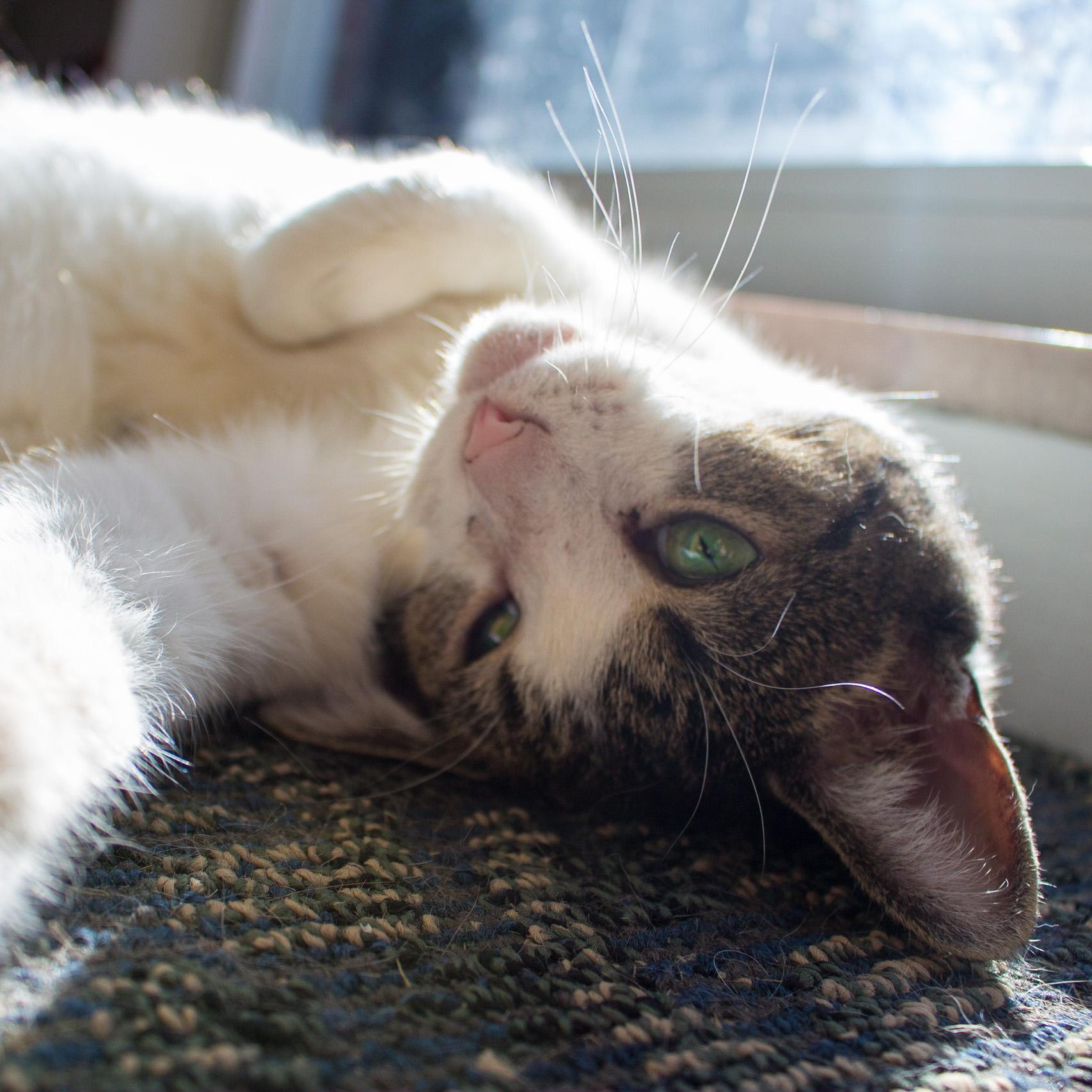 Enlarge Chester, a Adoptable Domestic Short Hair in New Kensington, PA image 6/6