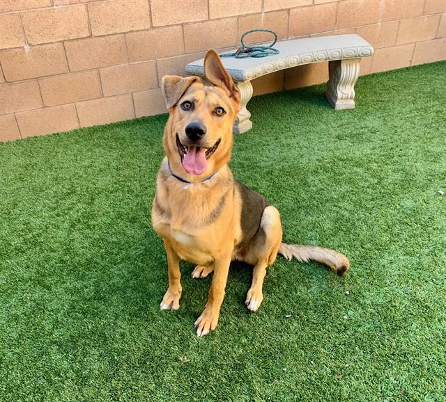 CHLOE, Adoptable, Adult Female German Shepherd Dog & Mixed Breed.