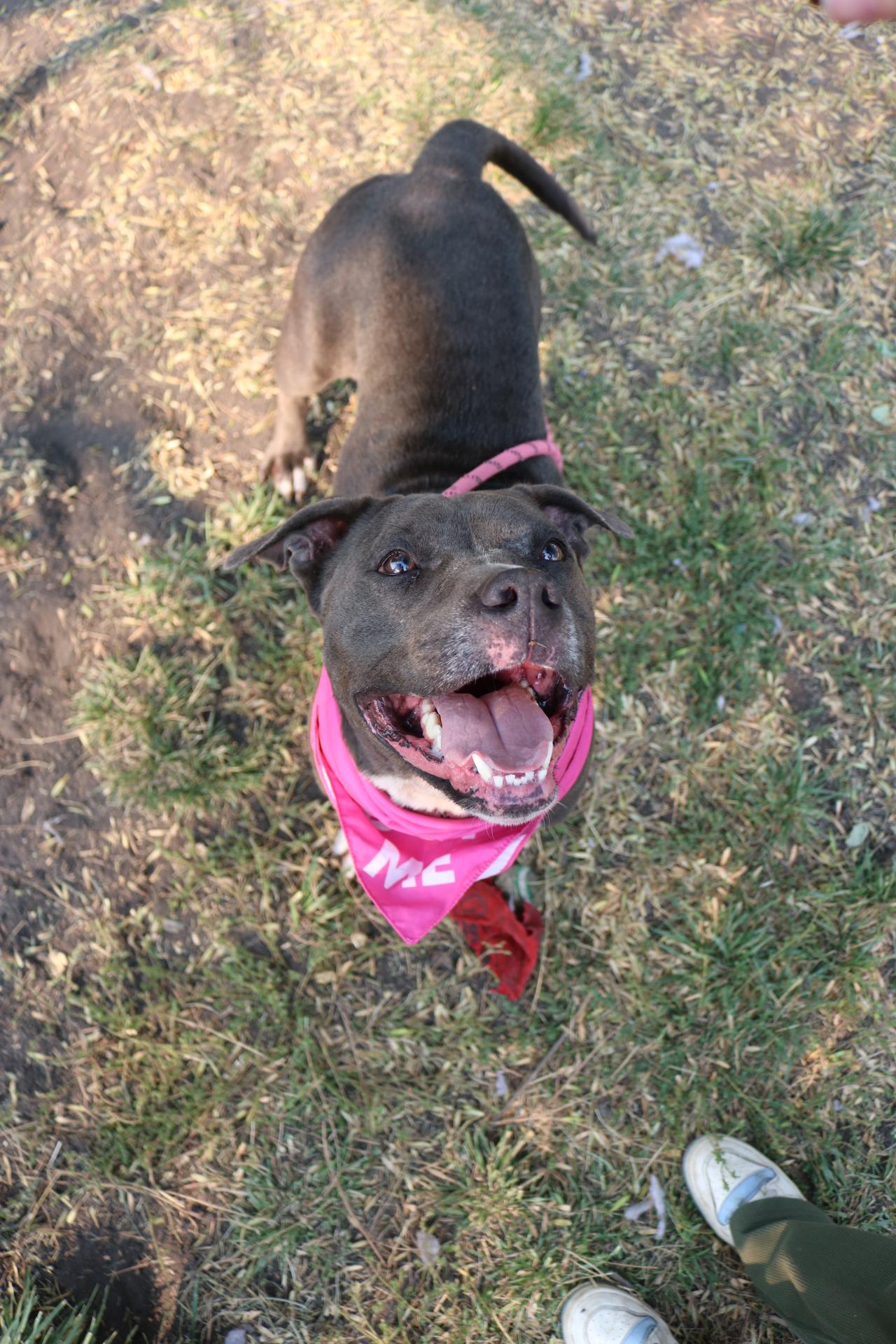 Diamond, an adoptable Pit Bull Terrier in La Grande, OR, 97850 | Photo Image 2