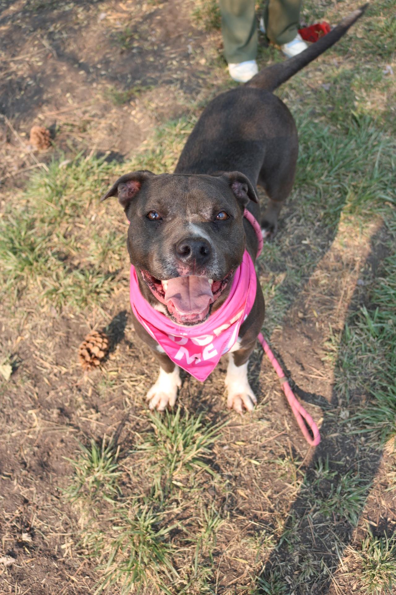 Diamond, an adoptable Pit Bull Terrier in La Grande, OR, 97850 | Photo Image 3