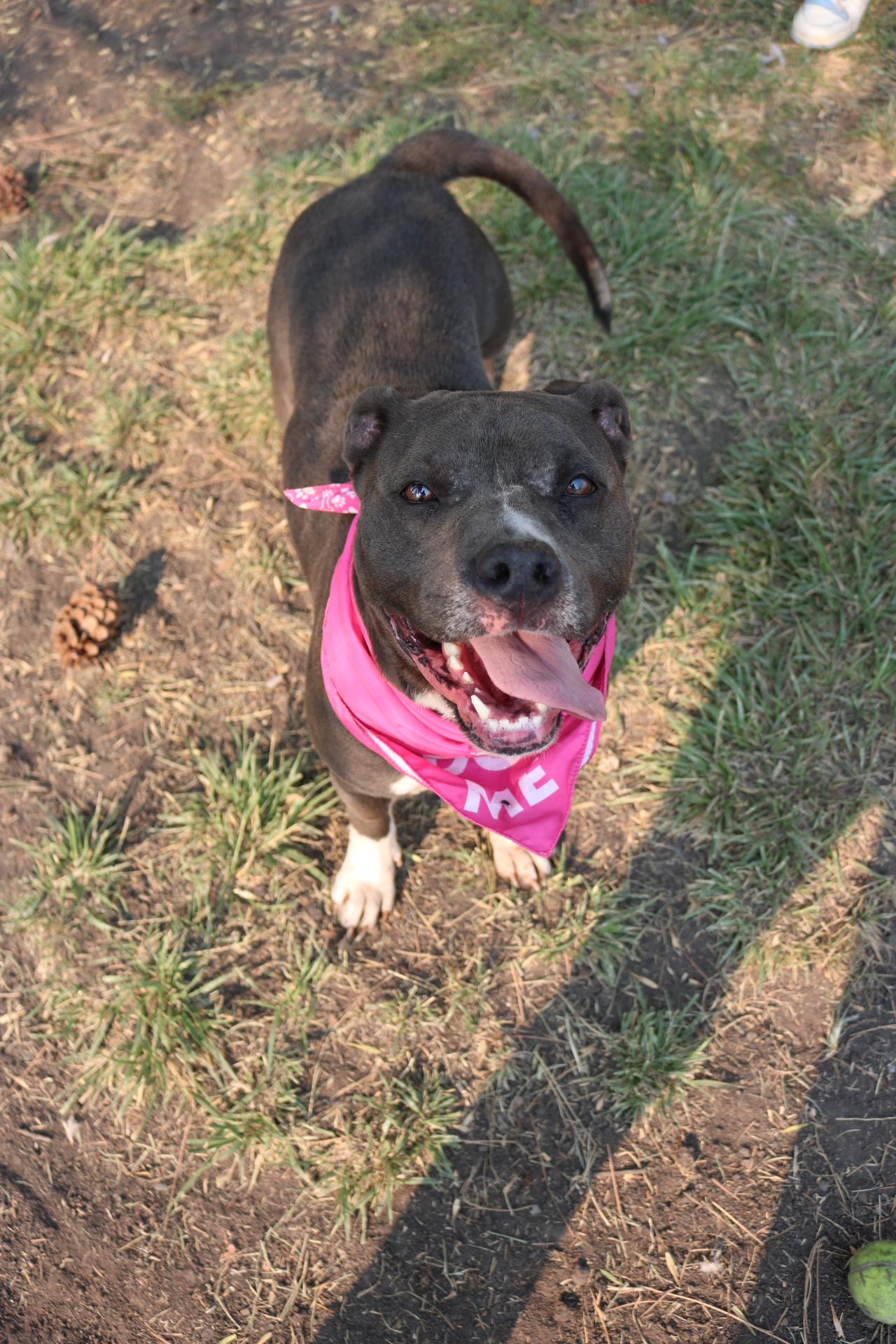 Diamond, an adoptable Pit Bull Terrier in La Grande, OR, 97850 | Photo Image 1