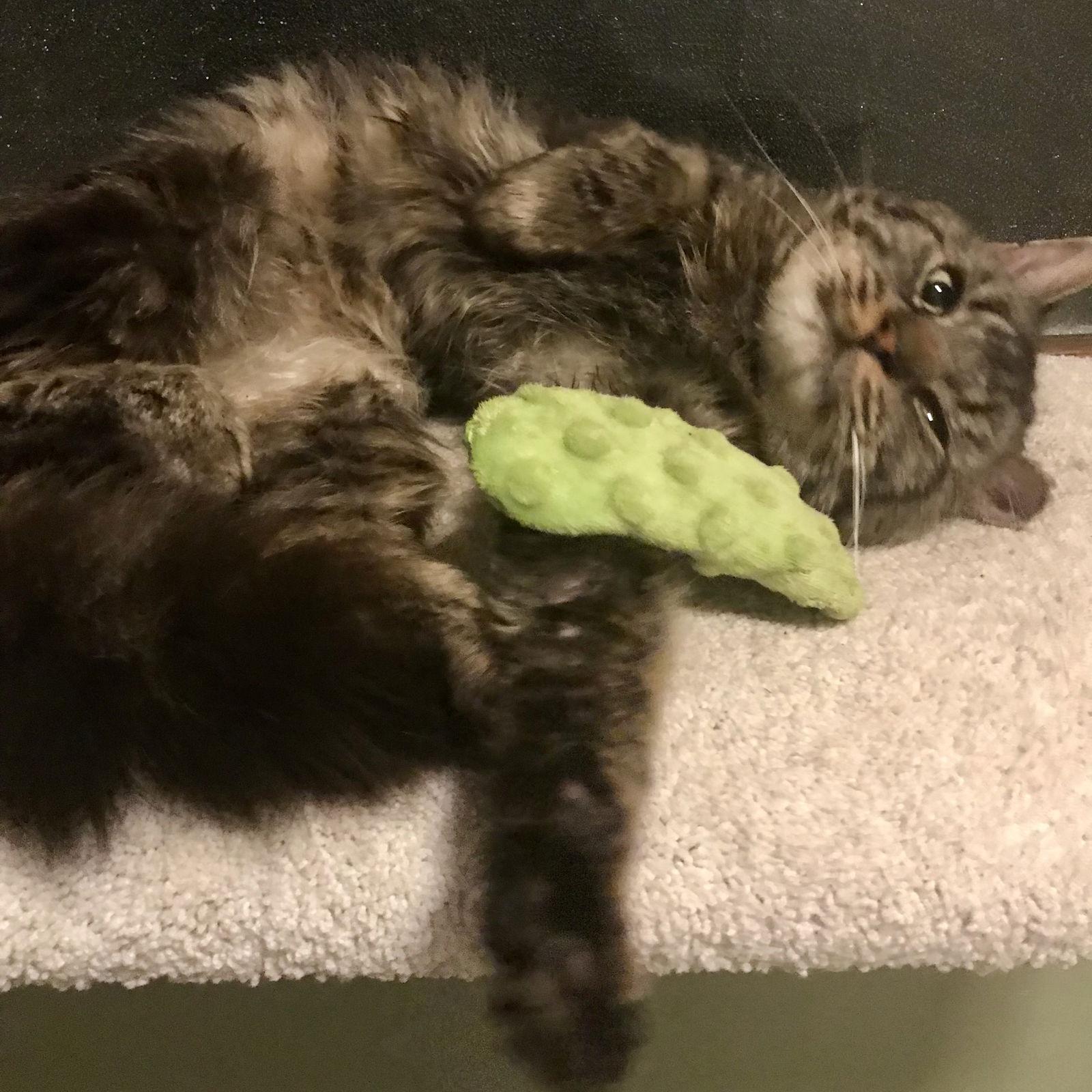 Sweet William, Adoptable, Adult Male Domestic Short Hair.